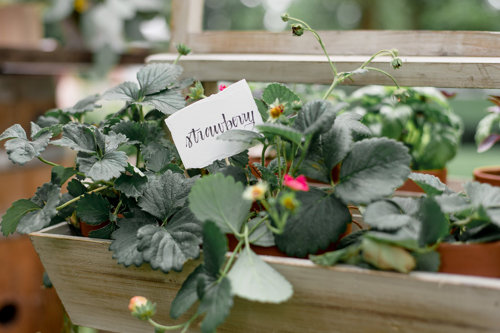 strawberry plant in fresh herbs boxes 