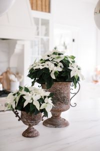 Poinsettias in pots on kitchen counter